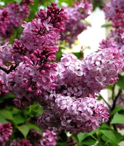 LILAK (BEZ) PRESTONA ELINOR W DONICY