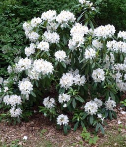 RHODODENDRON RÓŻANECZNIK CUNNINGHAM WHITE W DONICY
