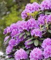 RHODODENDRON RÓŻANECZNIK CATAWBIENSE GRANDIFLORUM W DONICY