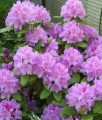 RHODODENDRON RÓŻANECZNIK CATAWBIENSE GRANDIFLORUM W DONICY