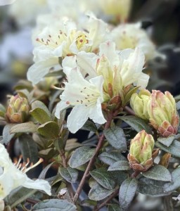 RHODODENDRON RÓŻANECZNIK CREAM CREST W DONICY