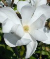 MAGNOLIA LOEBNERA MERRILL W DONICY