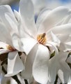 MAGNOLIA LOEBNERA MERRILL W DONICY
