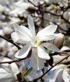 MAGNOLIA LOEBNERA MERRILL W DONICY