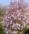 MAGNOLIA LOEBNERA LEONARD MESSEL W DONICY