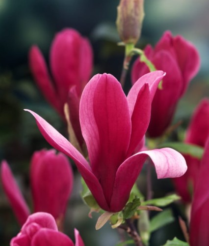 MAGNOLIA PURPUROWA NIGRA W DONICY 