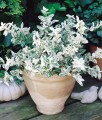 TRZMIELINA FORTUNE'A HARLEQUIN W DONICY