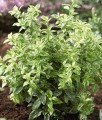TRZMIELINA FORTUNE'A HARLEQUIN W DONICY