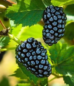 JEŻYNA BEZKOLCOWA MERTON THORNLESS W DONICY