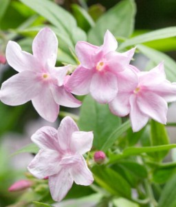 JAŚMIN STEFANA W DONICY