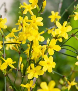 JAŚMIN NAGOKWIATOWY W DONICY