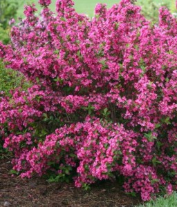 KRZEWUSZKA CUDOWNA ROSEA W DONICY