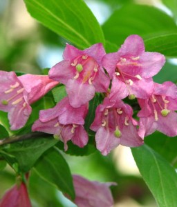 KRZEWUSZKA WCZESNA BOUQUET ROSE W DONICY