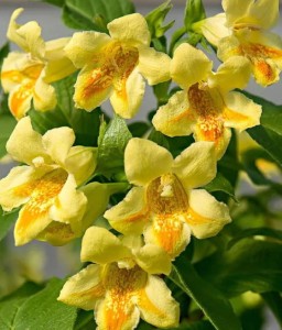 KRZEWUSZKA CUDOWNA MIDDENDORFA W DONICY