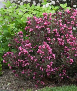 KRZEWUSZKA CUDOWNA VICTORIA W DONICY