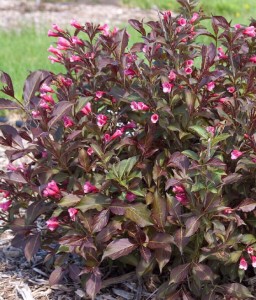 KRZEWUSZKA CUDOWNA TANGO W DONICY