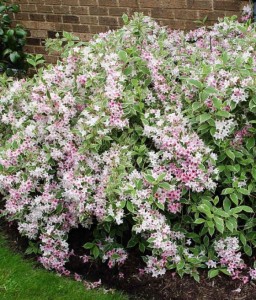 KRZEWUSZKA CUDOWNA SUNNY PRINCESS W DONICY