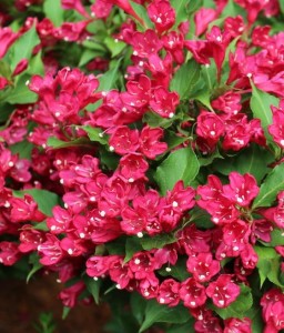 KRZEWUSZKA CUDOWNA RUBIDOL W DONICY