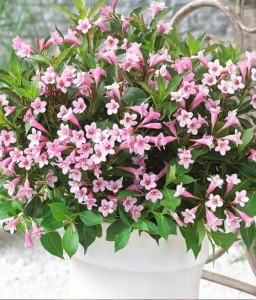 KRZEWUSZKA CUDOWNA PINK PRINCESS W DONICY