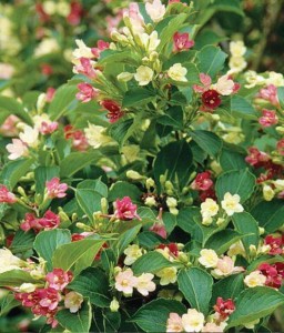 KRZEWUSZKA CUDOWNA MARJORIE W DONICY