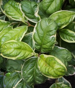 KRZEWUSZKA CUDOWNA CARICATURE W DONICY