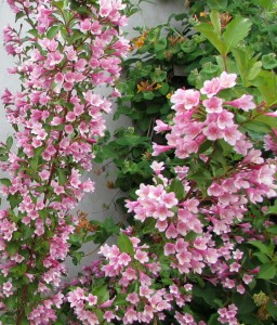 KRZEWUSZKA CUDOWNA BOSKOOP GLORY W DONICY