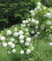 KALINA KORALOWA ROSEUM W DONICY