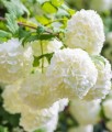 KALINA KORALOWA ROSEUM W DONICY