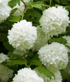 KALINA KORALOWA ROSEUM W DONICY