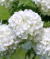 KALINA KORALOWA ROSEUM W DONICY
