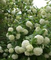 KALINA KORALOWA ROSEUM W DONICY