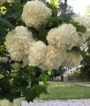 KALINA KORALOWA ROSEUM W DONICY