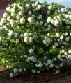 KALINA KORALOWA ROSEUM W DONICY