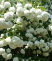 KALINA KORALOWA ROSEUM W DONICY