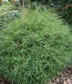 THUJA (TUJA) MR BOWLING BALL W DONICY