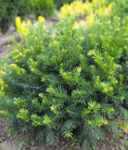 CIS POSPOLITY REPANDENS W DONICY