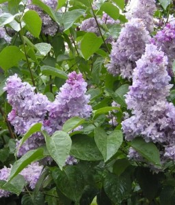 LILAK (BEZ) POSPOLITY KATHERINE HAVEMEYER W DONICY