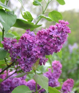 LILAK (BEZ) POSPOLITY CONGO W DONICY