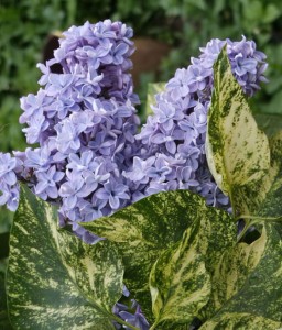 LILAK (BEZ) POSPOLITY AUCUBAEFOLIA W DONICY