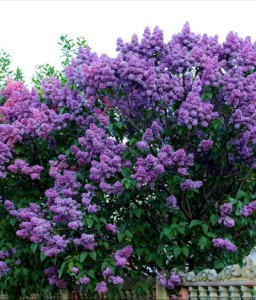 LILAK (BEZ) POSPOLITY W DONICY