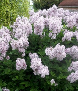 LILAK (BEZ) KOREAŃSKI MISS KIM W DONICY