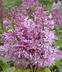 LILAK (BEZ) MINUET W DONICY