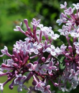 LILAK (BEZ) DROBNOLISTNY SUPERBA W DONICY