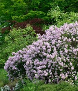 LILAK (BEZ) MEYERA W DONICY