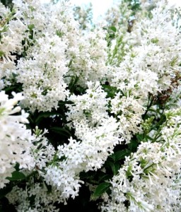 LILAK (BEZ) POSPOLITY AGNES SMITH W DONICY