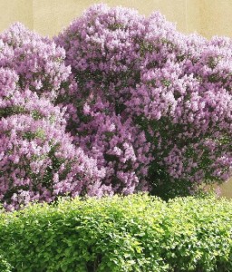 LILAK (BEZ) ROYALTY W DONICY