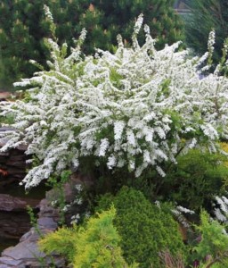 TAWUŁA NIPPOŃSKA JUNE BRIDE W DONICY 