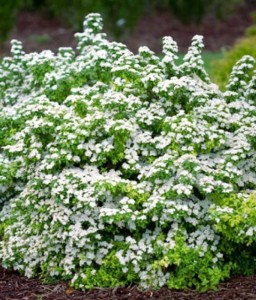 TAWUŁA NIPPOŃSKA HALWARD'S SILVER W DONICY