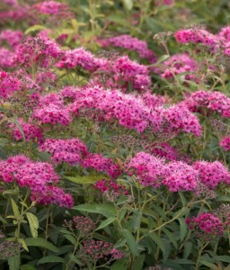 TAWUŁA JAPOŃSKA NEON FLASH W DONICY