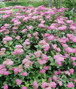 TAWUŁA JAPOŃSKA MANON W DONICY